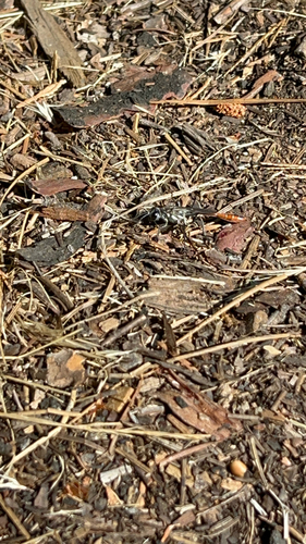 iNaturalist observation photo of Thread-waisted Sand Wasps