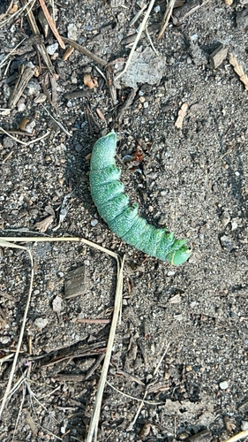 iNaturalist observation photo of Sphinx Moths