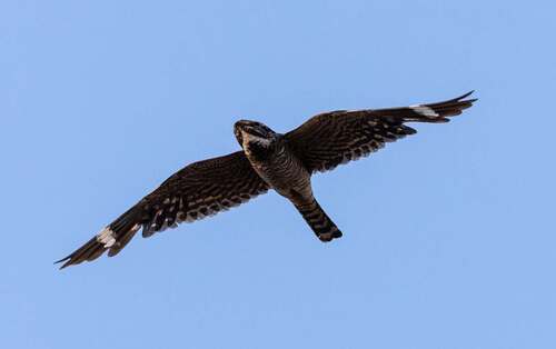 Lesser Nighthawk