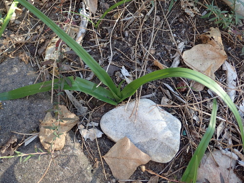Colchicum longipes