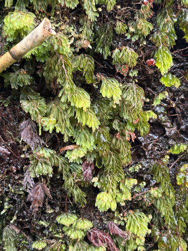 Hymenophyllum lanceolatum observed 2026-07-25