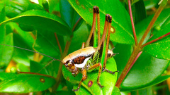 Eupholidoptera magnifica