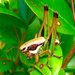 Eupholidoptera magnifica - Photo (c) Renato Franzi, algunos derechos reservados (CC BY-NC-SA), uploaded by Renato Franzi