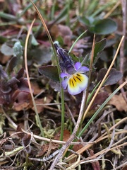 Viola arvensis