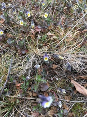 Viola arvensis