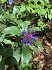 Centaurea montana