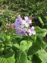 Lunaria rediviva