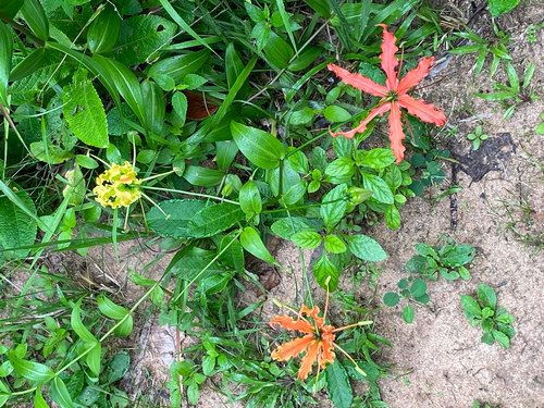 flame lily
