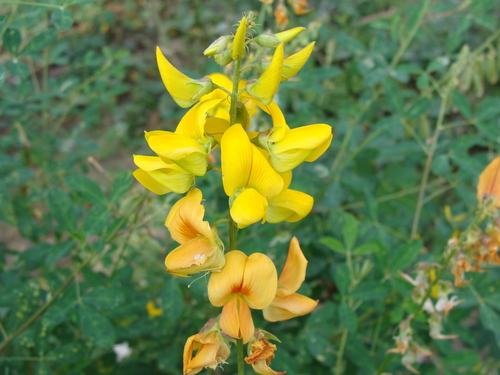 Crotalaria longirostrata, photograph 2