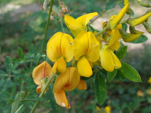 Crotalaria longirostrata, photograph 1