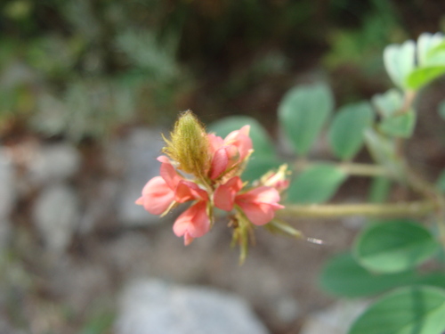 Indigofera hirsuta, photograph 6