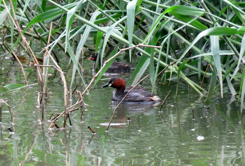 iNaturalist: (c) Deepa Mohan, some rights reserved (CC BY-NC), uploaded by Deepa Mohan iNaturalist image