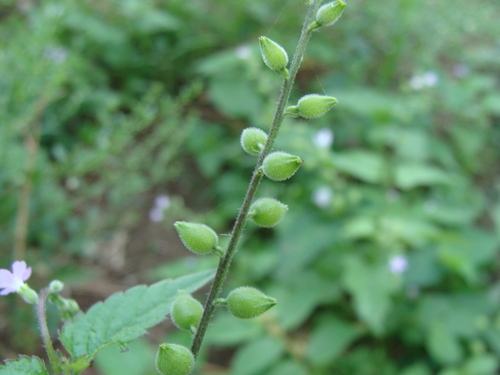 Priva lappulacea, photograph 5
