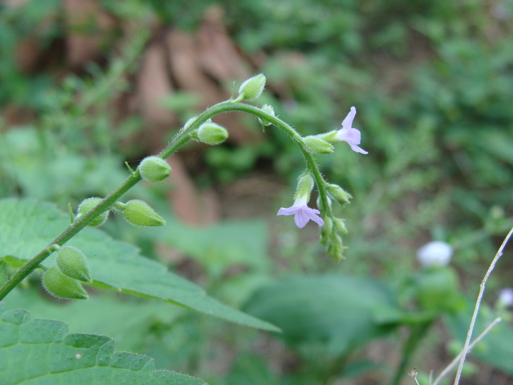 Priva lappulacea; photograph (c) Alexis López Hernández, some rights reserved (CC BY)