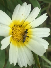 Oedemera simplex