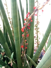 Sansevieria cylindrica