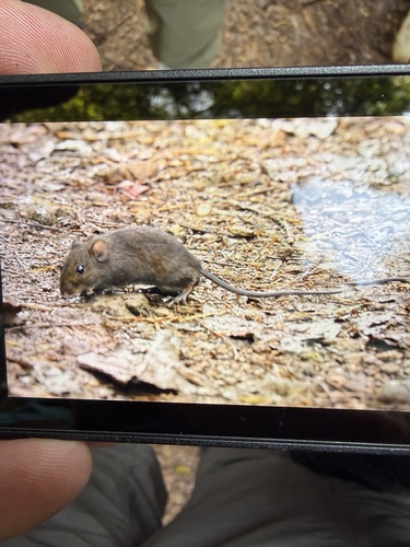 Montane Shaggy Rat