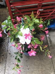 Mandevilla