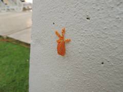 Dalceridae