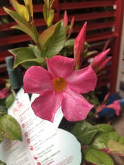 Mandevilla