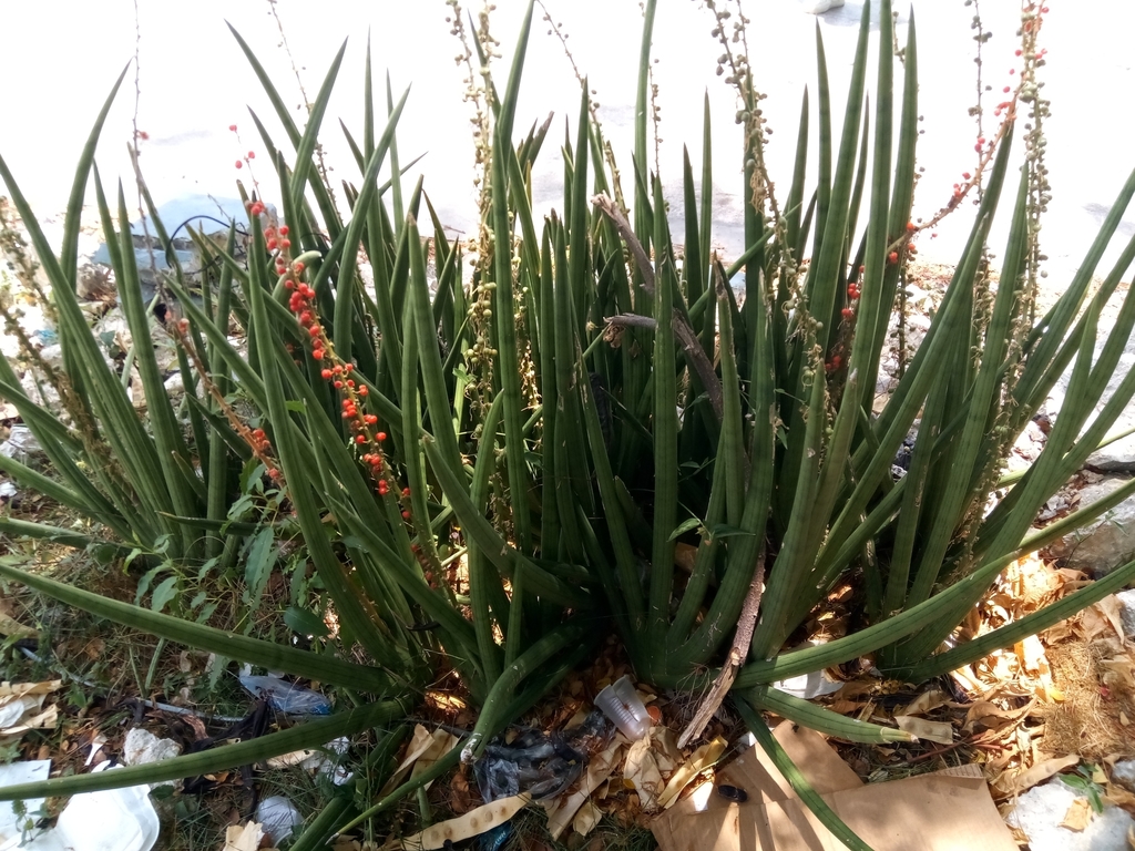 Sansevieria cylindrica