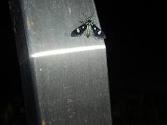 Leucotmemis nexa