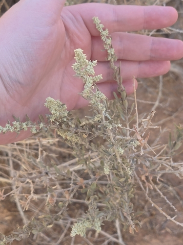 Fourwing Saltbush