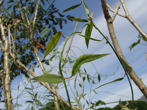 Funastrum clausum, photograph 2