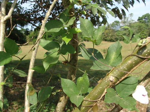 Centrosema pubescens, photograph 4