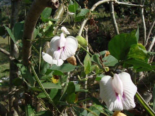 Centrosema pubescens, photograph 2