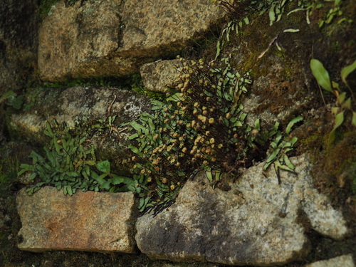 Cliff Waxwort