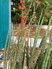 Sansevieria cylindrica