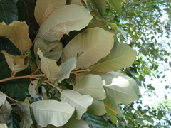 Couepia polyandra, photograph (c) Alexis López Hernández, some rights reserved (CC BY)