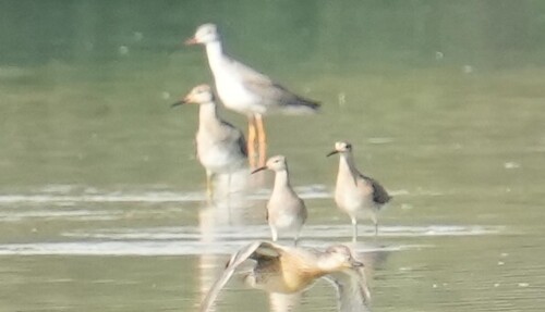 iNaturalist image