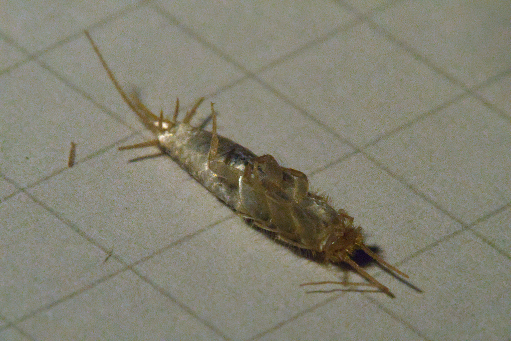 Oriental Silverfish