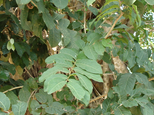 Casearia corymbosa, photograph 3