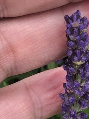 Lavandula angustifolia