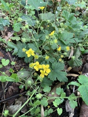 Waldsteinia