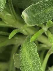 Lavandula angustifolia