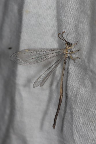 Clathroneuria coquilletti