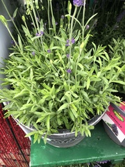 Lavandula angustifolia