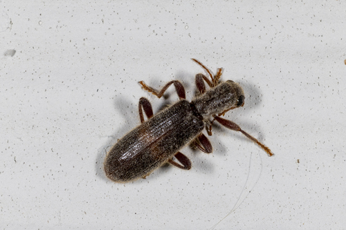 Cymatodera