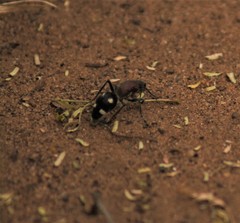 Dolichomutilla sycorax