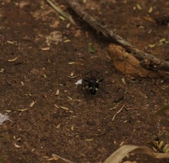 Dolichomutilla sycorax