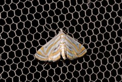 Parapoynx villidalis