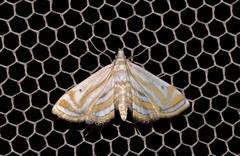 Parapoynx villidalis