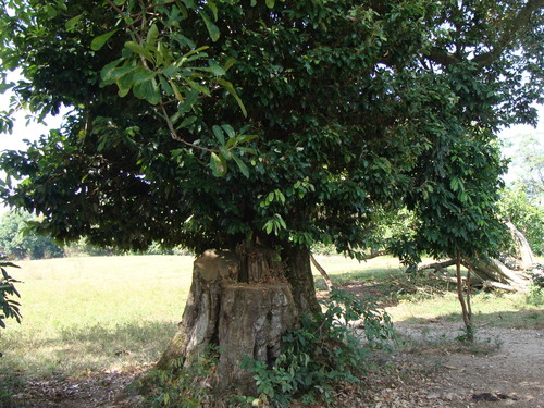 Couepia polyandra, photograph 5