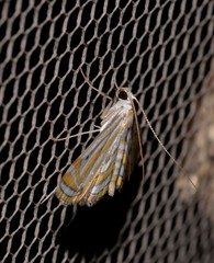 Parapoynx villidalis