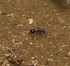 Dolichomutilla sycorax