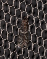 Cryptoblabes plagioleuca